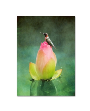 Trademark Global Jai Johnson 'hummingbird And The Lotus Flower' Canvas Art In Multi
