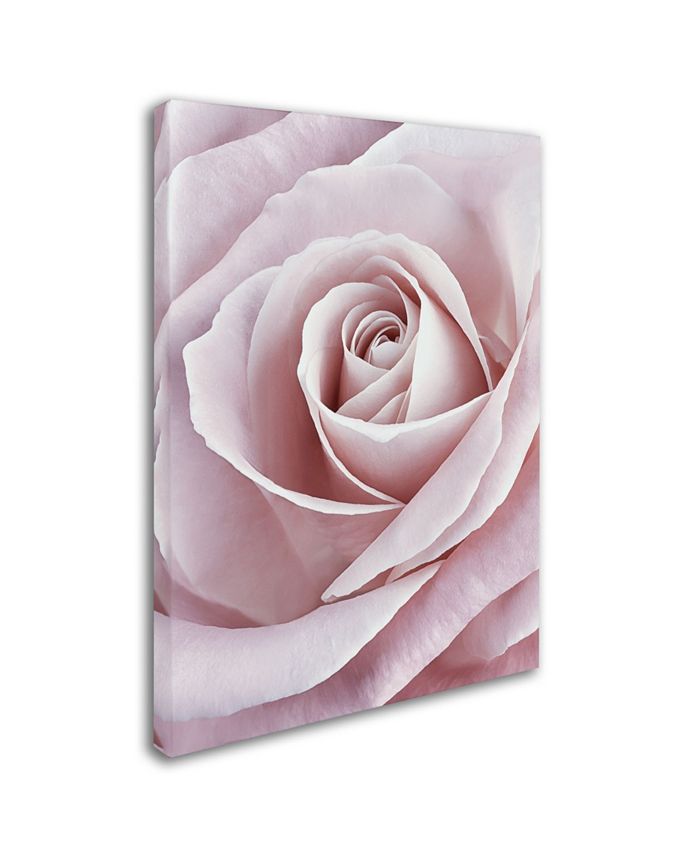 Trademark Global Cora Niele 'Pink Rose' Canvas Art - 47