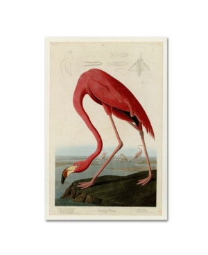 Trademark Global John James Audobon 'american Flamingo' Canvas Art In Multi