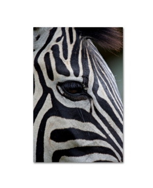 Trademark Global Robert Harding Picture Library 'zebras' Canvas Art In Multi