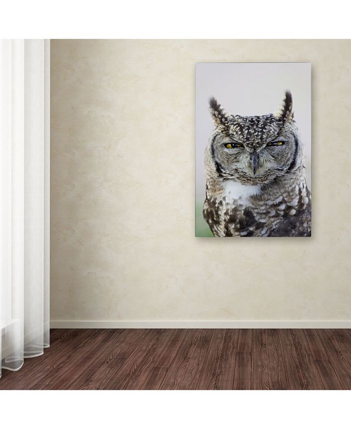 Trademark Global Robert Harding Picture Library 'Gray Owl' Canvas Art ...