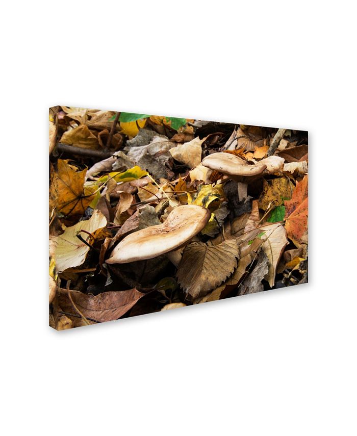 Trademark Global Kurt Shaffer 'Mushrooms in the Leaves' Canvas Art - 12 ...