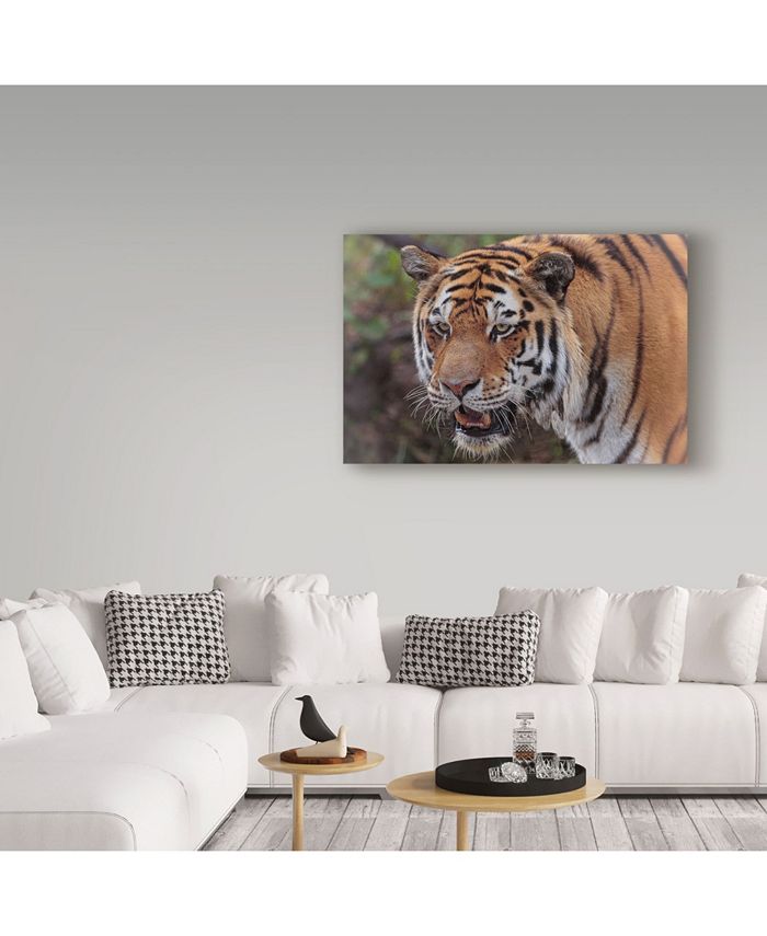 Trademark Global Galloimages Online 'Tiger Portraits' Canvas Art - 32 ...