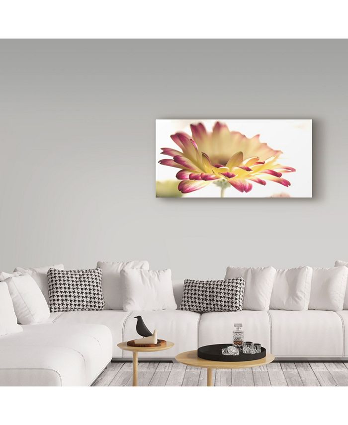Trademark Global Gordon Semmens 'Gerbera Daisy Background' Canvas Art ...