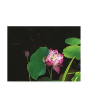 Trademark Global Kurt Shaffer Photographs Lotus And Coi Canvas Art In Multi