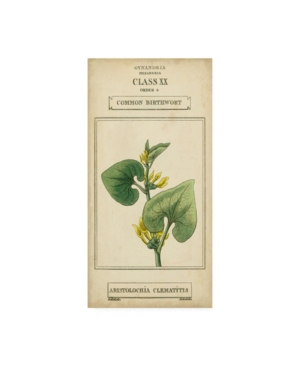 Trademark Global Vision Studio Linnaean Botany V Canvas Art In Multi