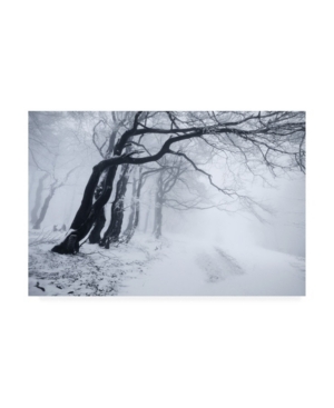 Daniel Rericha In the Winter Forest Canvas Art - 20
