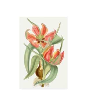 Trademark Global Curtis Curtis Tulips I Canvas Art In Multi