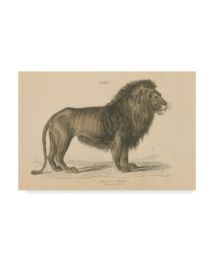 Trademark Global Wild Apple Portfolio Vintage Lion Canvas Art In Multi