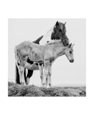 Trademark Global Ph Burchett Black And White Horses I Canvas Art In Multi