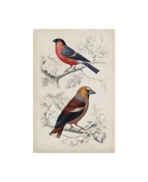Trademark Global M. Charles D'orbigny D'orbigny Birds Iv Canvas Art In Multi