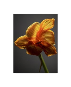 Trademark Global James Mcloughlin Studio Flowers Xi Canvas Art In Multi