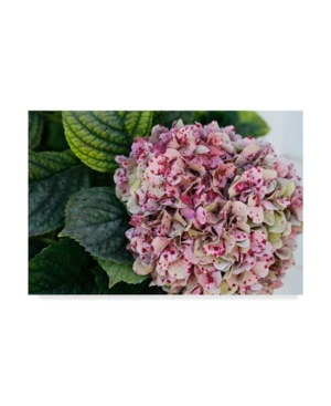 Trademark Global American School Hydrangea Closeup Canvas Art In Multi