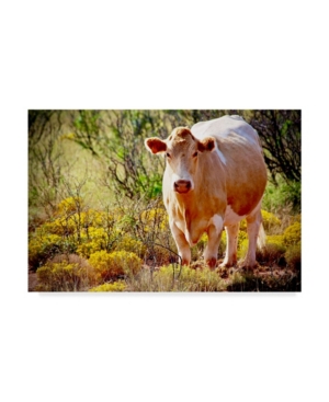 Trademark Global American School Lone Cow In New Mexico Canvas Art In Multi