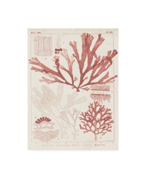 Trademark Global Vision Studio Antique Coral Seaweed Iv Canvas Art In Multi