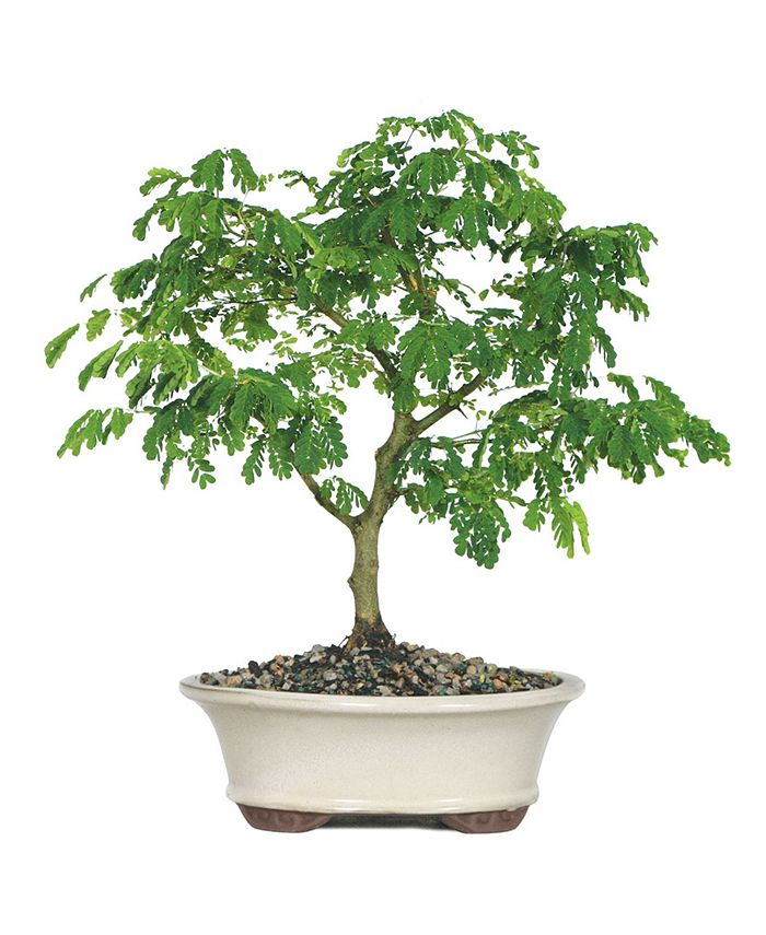 Brussel's Bonsai Brussels Bonsai Brazilian Rain Tree Macy's