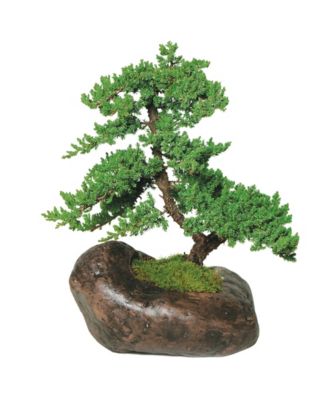 Brussel's Bonsai
