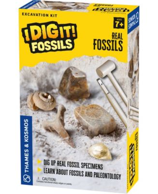 thames and kosmos dinosaur fossils