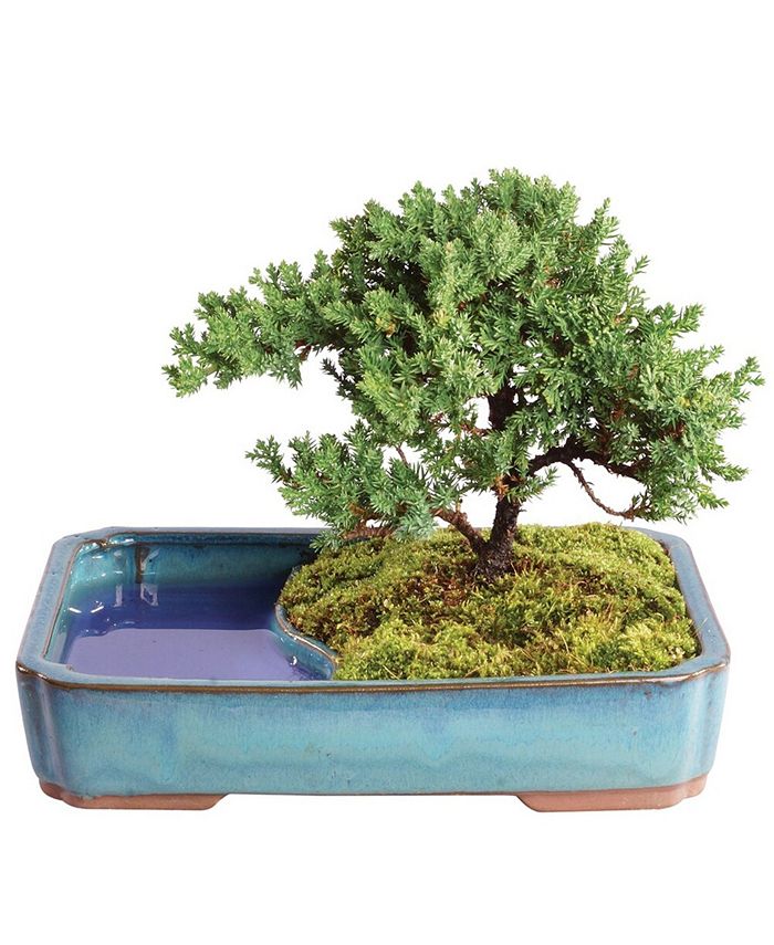 Brussel's Bonsai Brussels Bonsai Green Mound Juniper Bonsai in Water