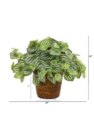 13" Watermelon Peperomia Artificial Plant in Basket Real Touch