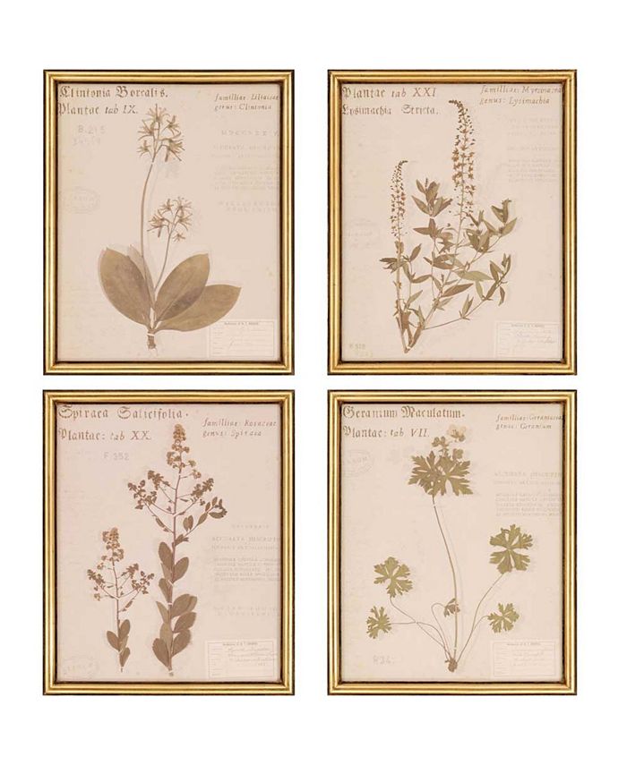 Paragon Picture Gallery Paragon Botanicals Framed Wall Art Set of 4, 22 ...