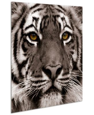 King of the Jungle Lion Eye of the Tiger Frameless Free Floating Tempered Glass Panel Graphic Wall Art, 38" x 38" x 0.2"