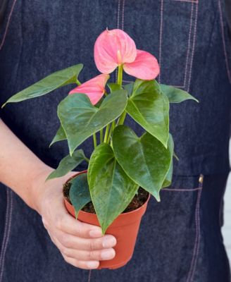 Pink Anthurium Live Plant, 4" Pot