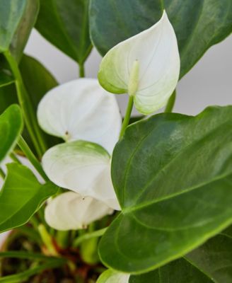White Anthurium Live Plant, 4" Pot
