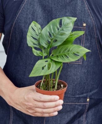 Monstera Adansonii "Swiss Cheese" Live Plant, 4" Pot