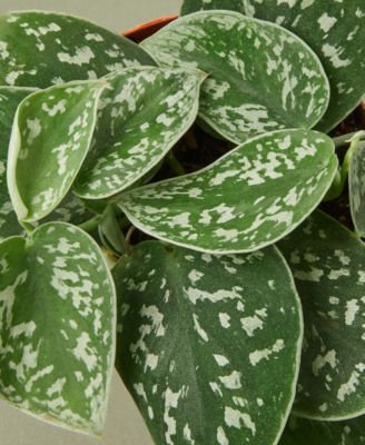 Pothos 'Satin' Live Plant, 4" Pot