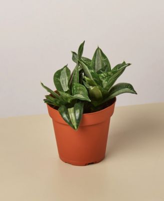 House Plant Shop