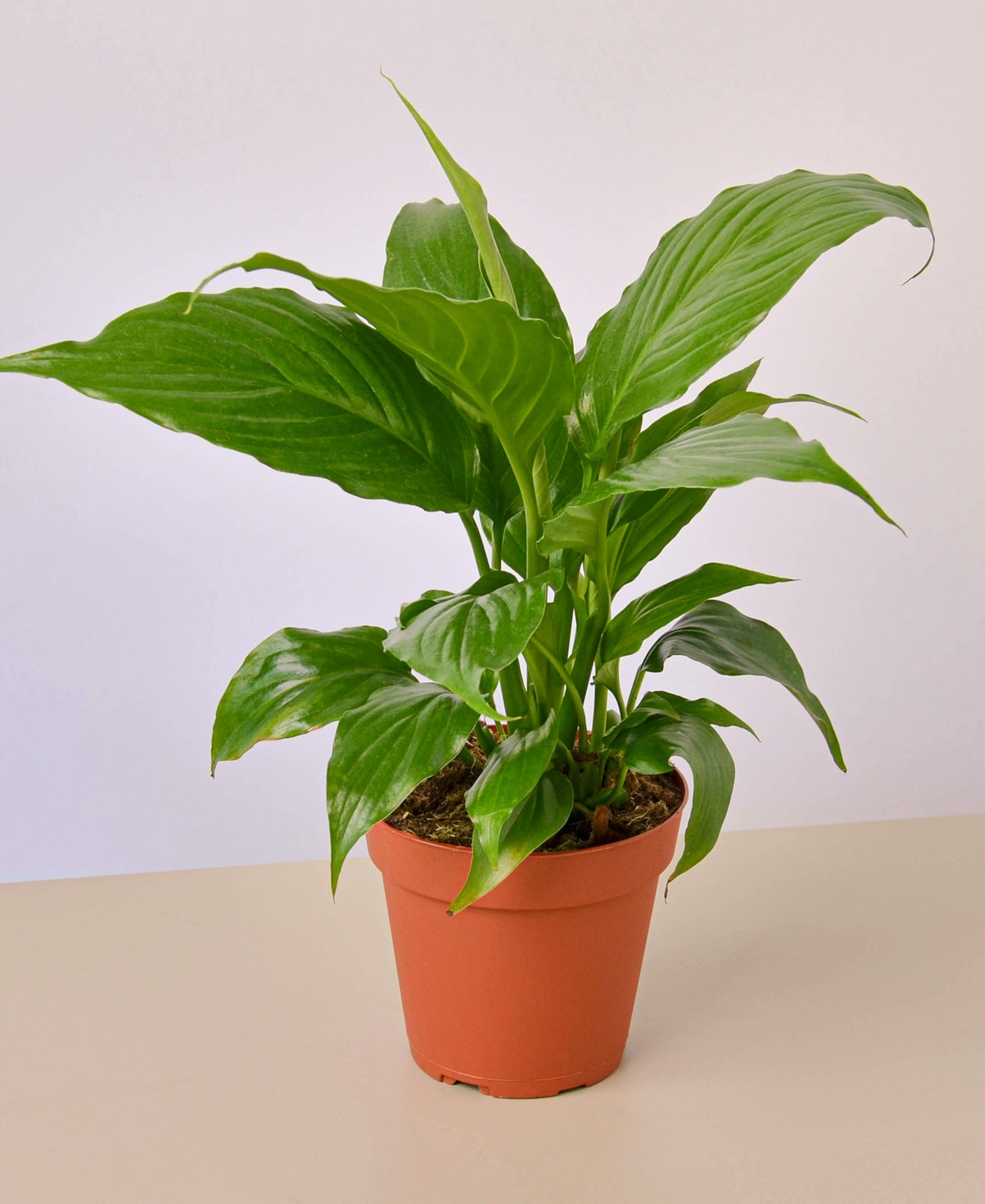Spathiphyllum 'Peace Lily' Live Plant, 4" Pot