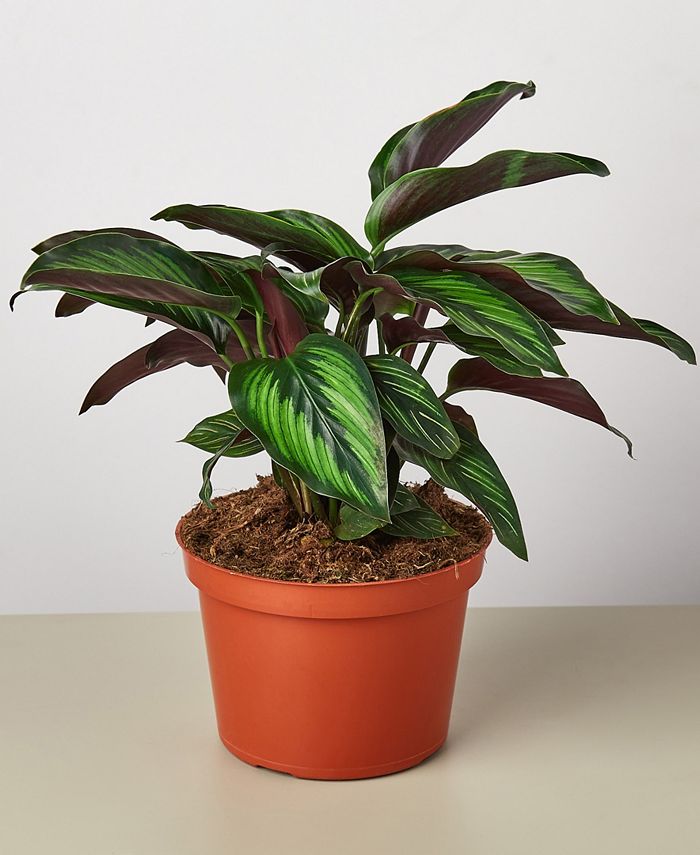 House Plant Shop - 