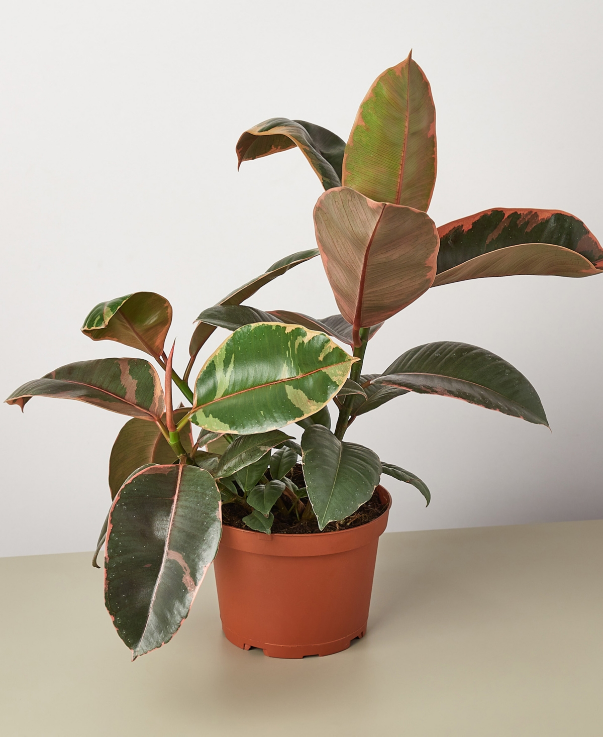 Ficus Ruby Pink 'Elastica' Live Plant, 6" Pot