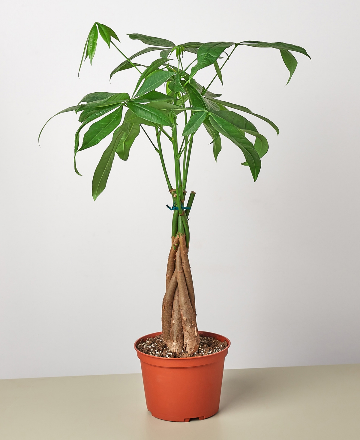 Money Tree 'Guiana Chestnut' Pachira Braid Live Plant, 6" Pot