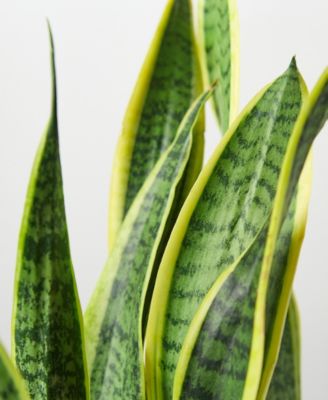 Snake Laurentii Live Plant, 6" Pot