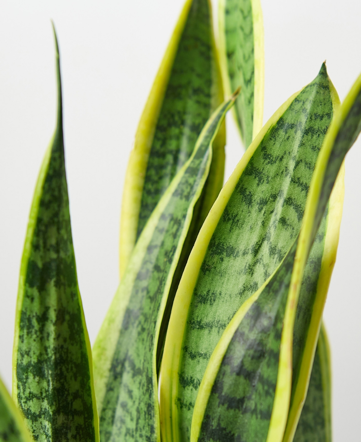House Plant Shop Snake Laurentii Live Plant, 6" Pot In No Color