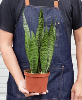 Snake 'Zeylanica' Live Plant, 6" Pot