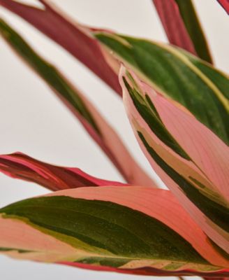 Stromanthe Triostar Live Plant, 6" Pot