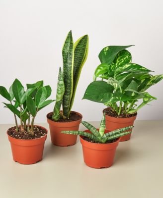 House Plant Shop