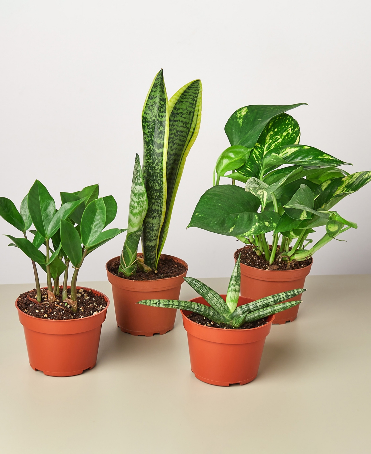 Easy Care Live Plants, Pack of 4