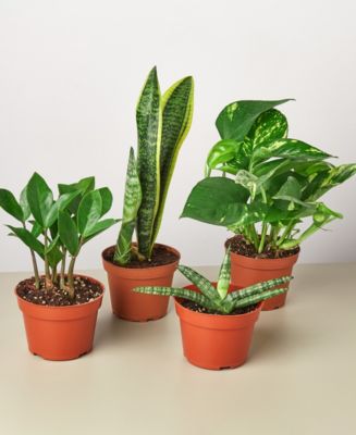 Easy Care Live Plants, Pack of 4 - Macy's