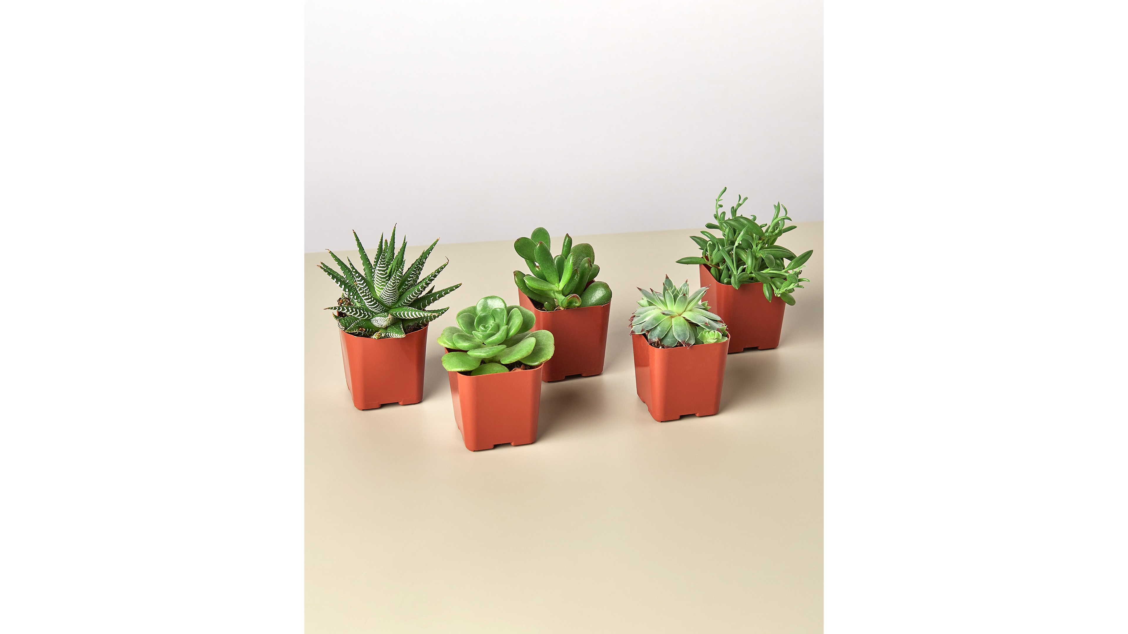 House Plant Shop Succulent Variety Live Plants, Pack of 5
