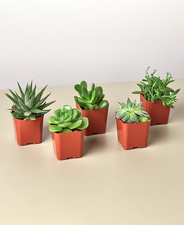 House Plant Shop Succulent Variety Live Plants, Pack of 5 Macy's