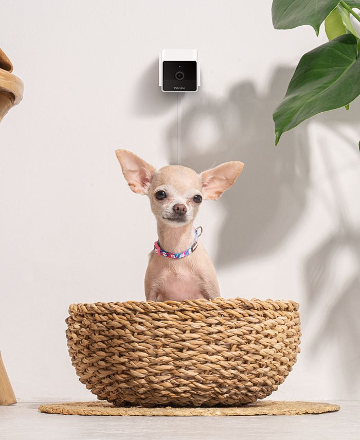 Petcube Smart HD Pet Camera Macy's