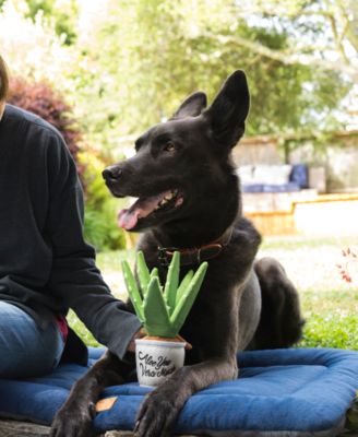 Blooming Buddies Collection: Aloe-ve You Plant