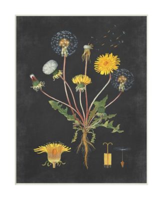 Botanical Drawing Dandelion On Black Design Wall Plaque Art, 10" x 15"