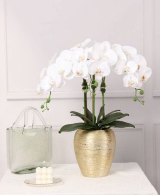 Vivience 3 Branched Orchid Plant in Tall Pot