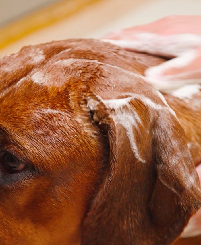 Petcode Paws Hypoallergenic Shampoo Puppy, Dog Shampoo with Argan Oil