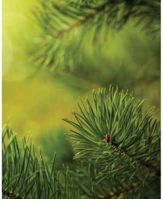 Large Veriglass Winter Balsam Fragrance Jar Candle